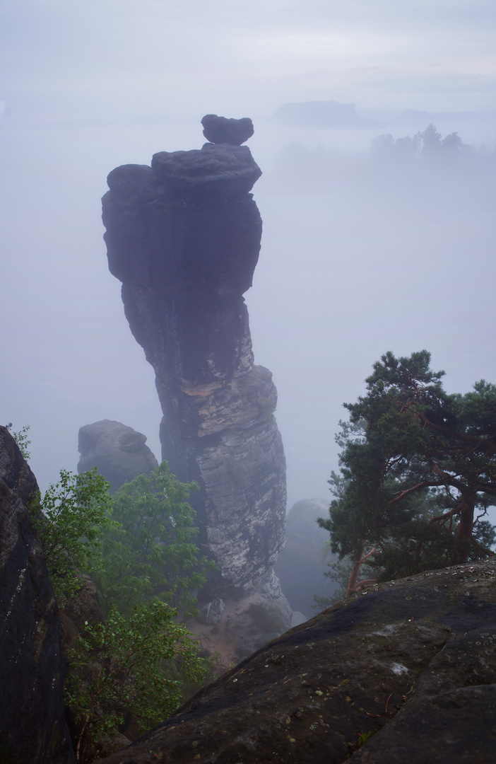 Wehlnadel im Basteigebiet