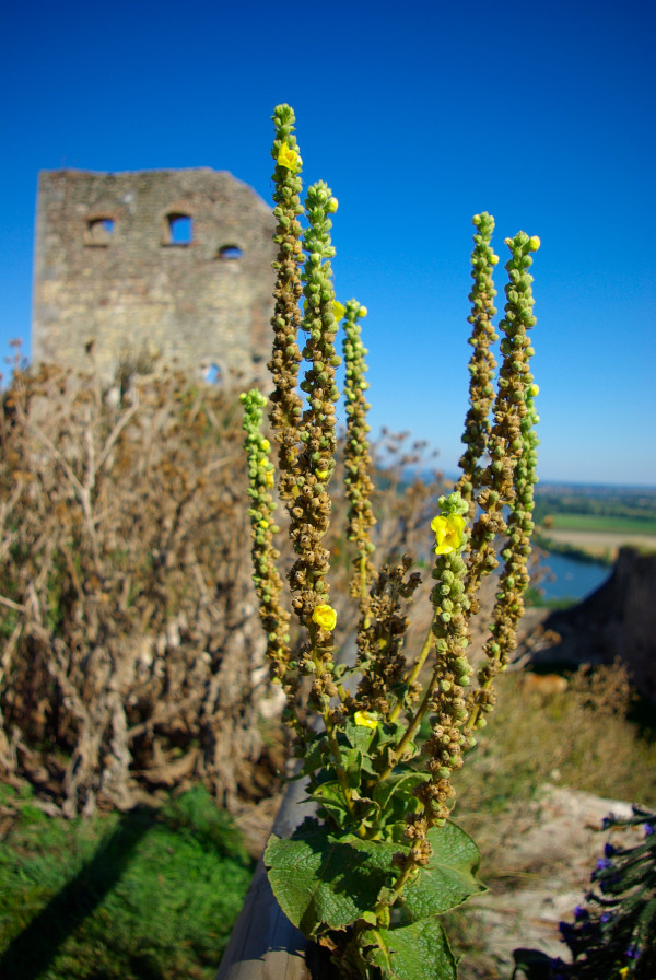 Wehrburg Donaustauf