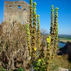 Wehrburg Donaustauf