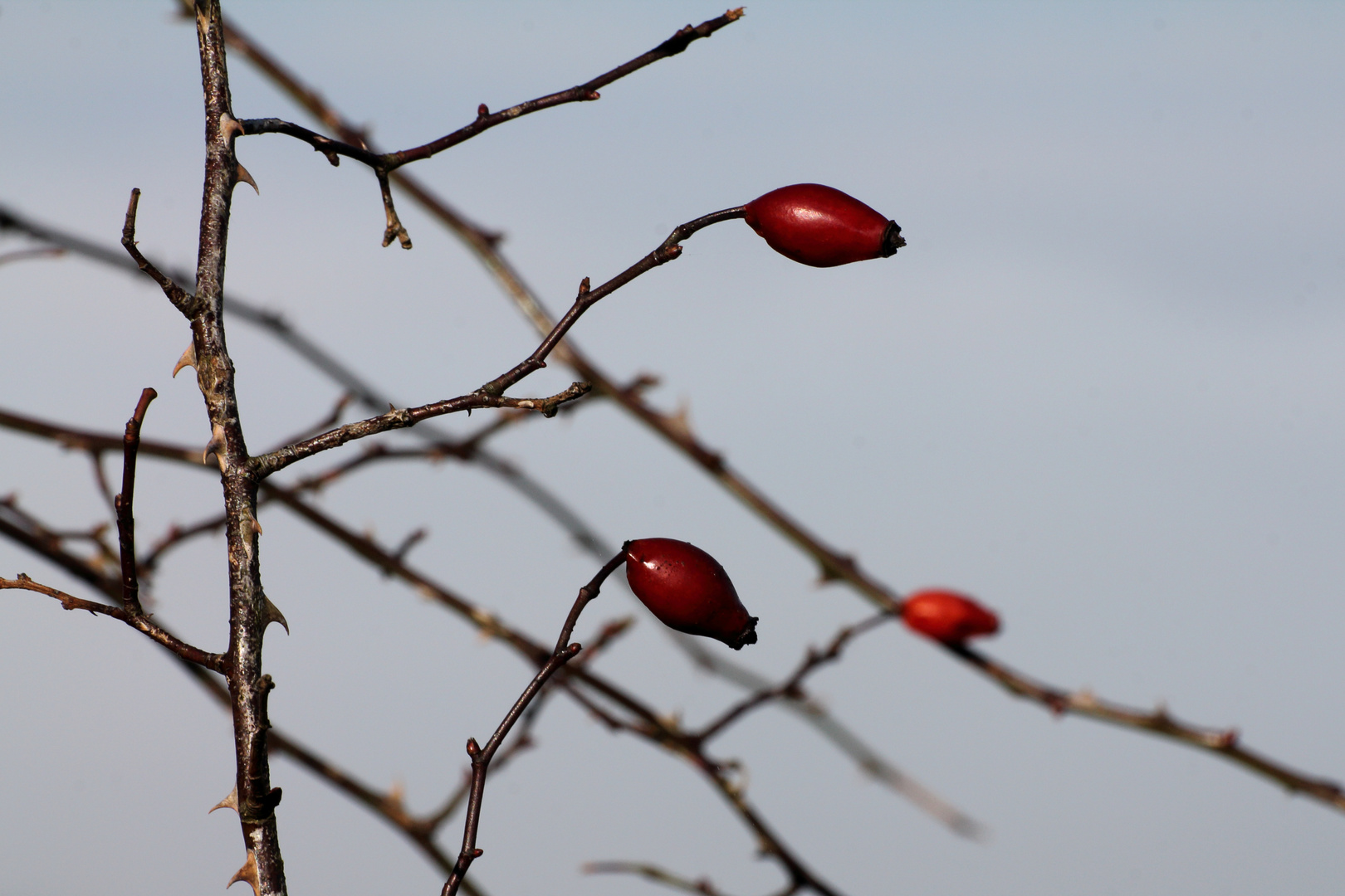 wehrhafte Frucht