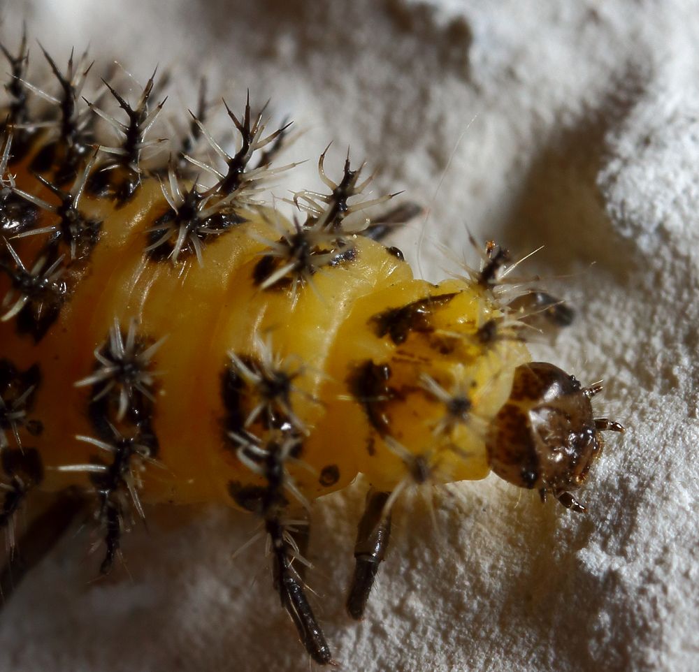 Wehrhafte Raupe/Larve - Was wird aus mir? Ein Zaunrübenmarienkäfer?