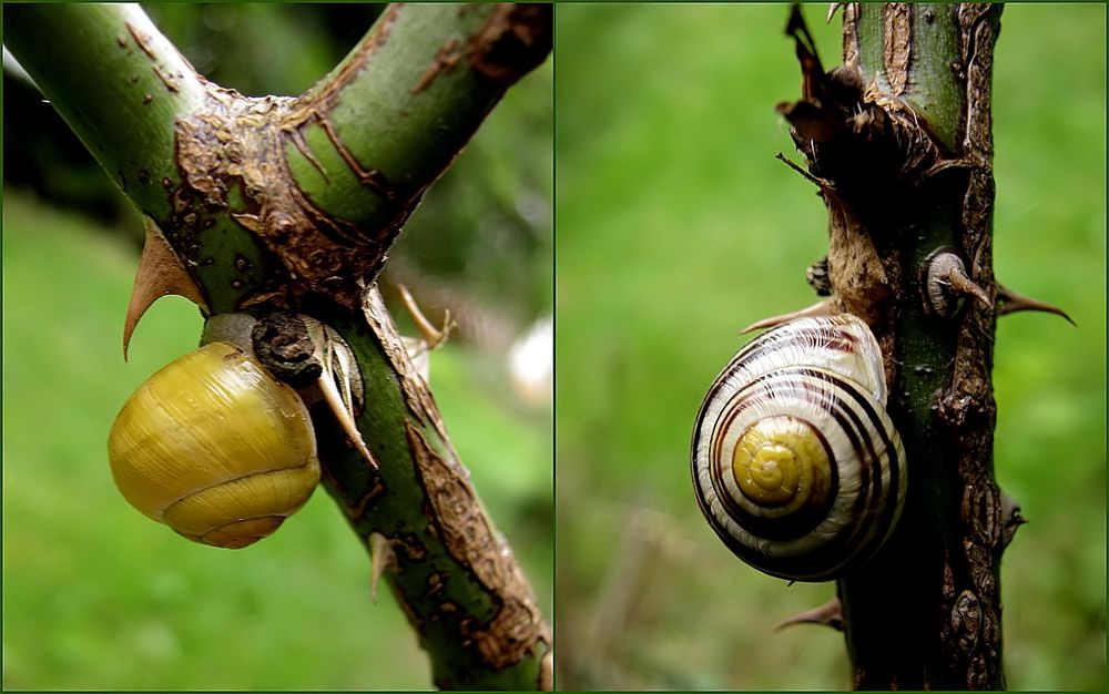 Wehrhafte Schnecken