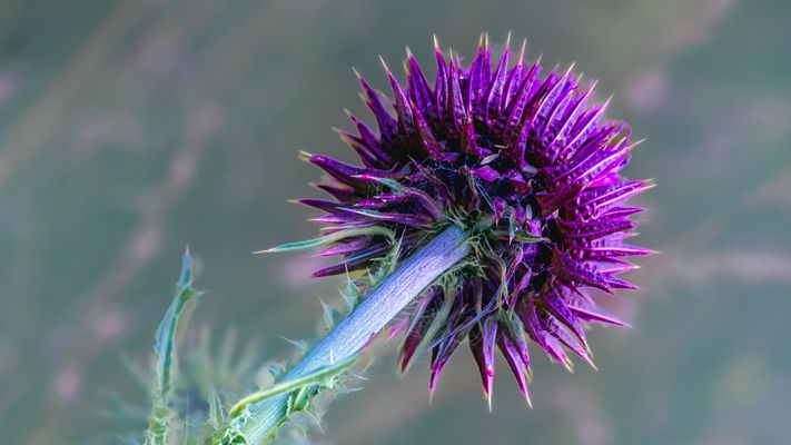 Wehrhafte Schönheit