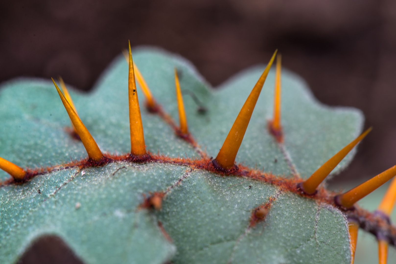 wehrhaftes Blatt