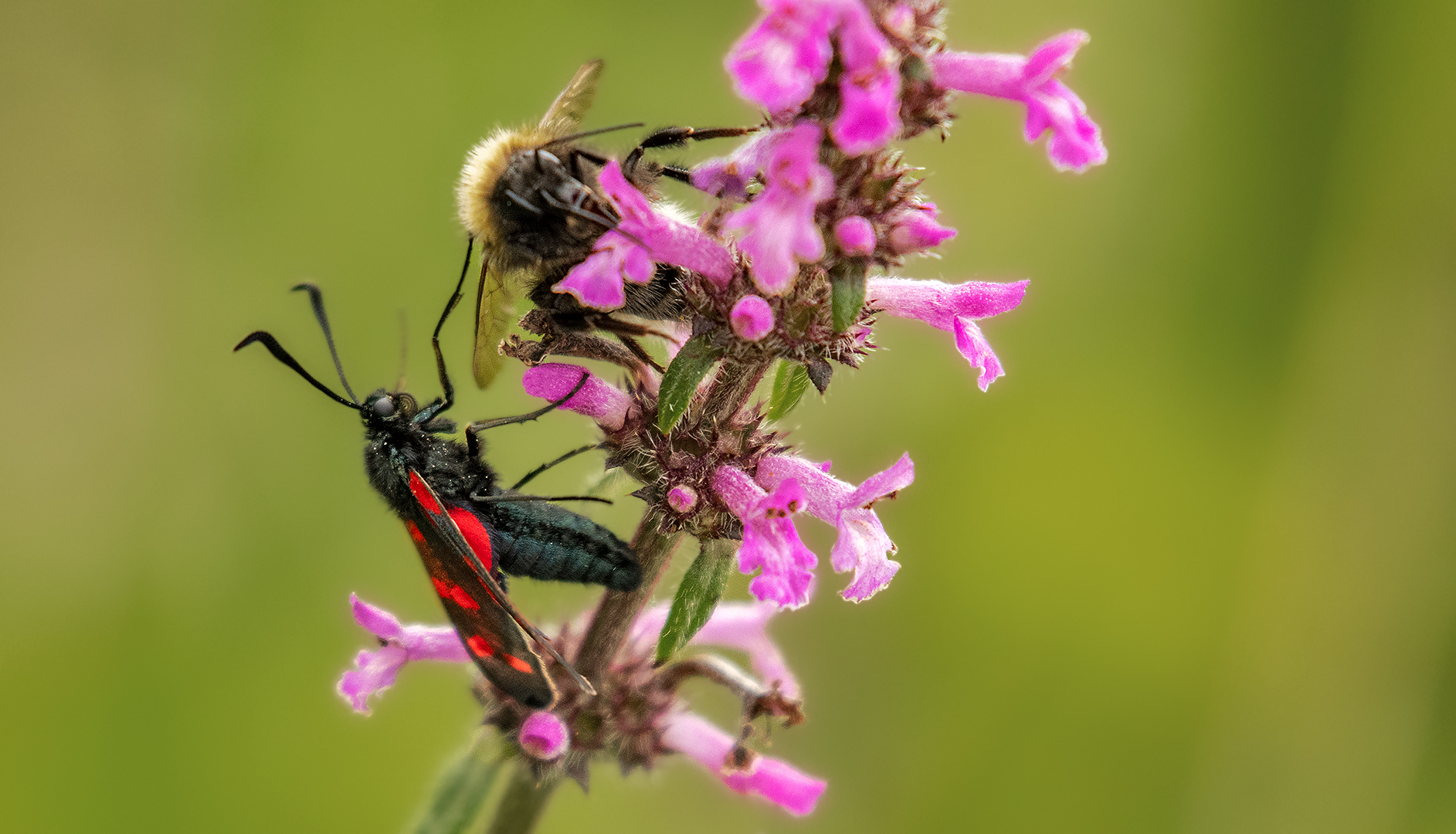 Wehrhaftes Widderchen 001