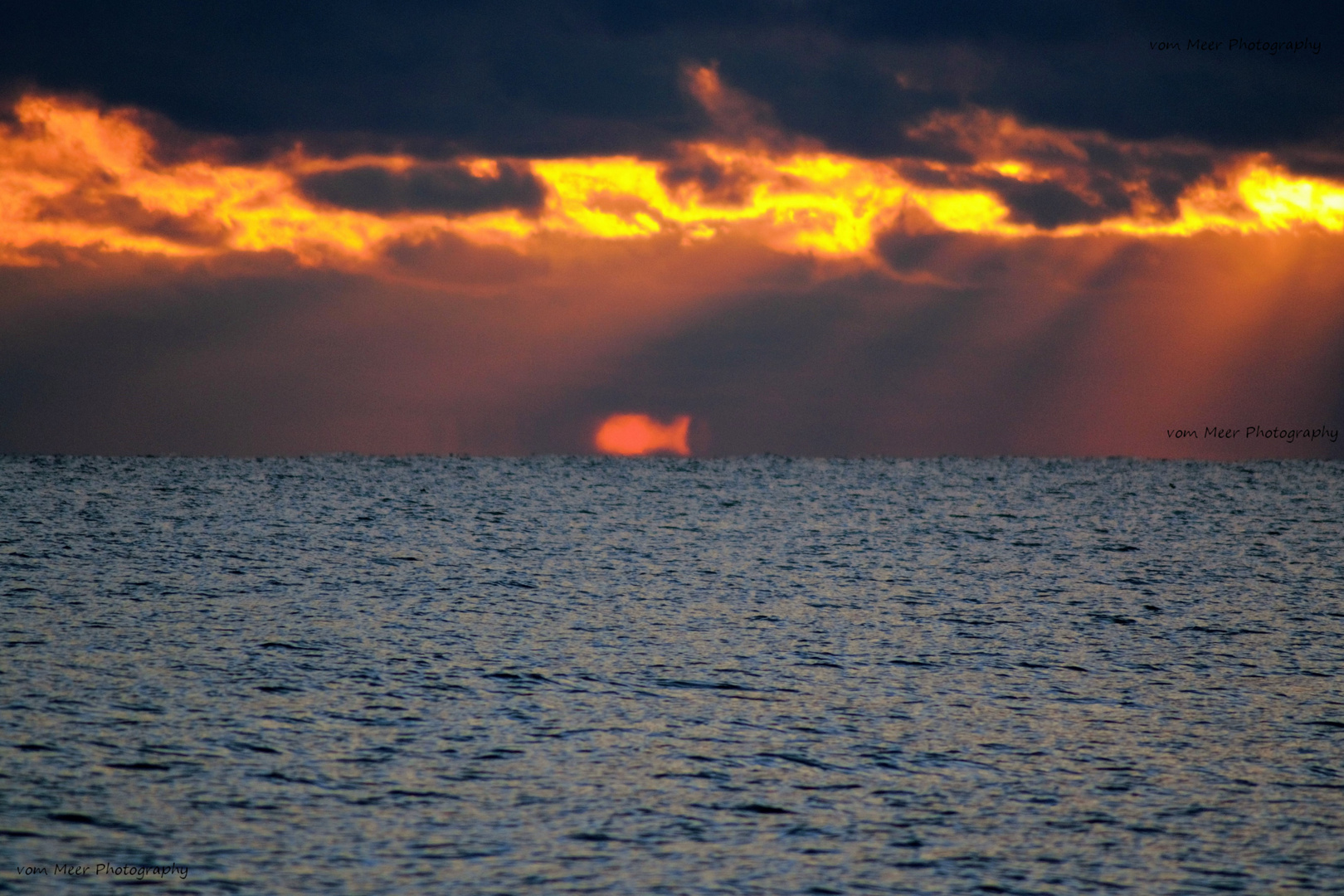 wei ein Fisch im Meer