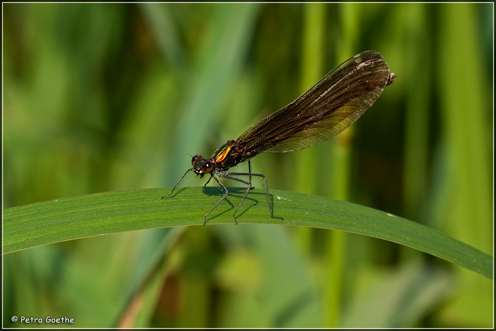 Weibchen