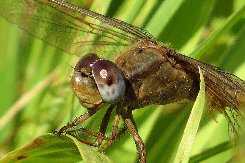 Weibchen