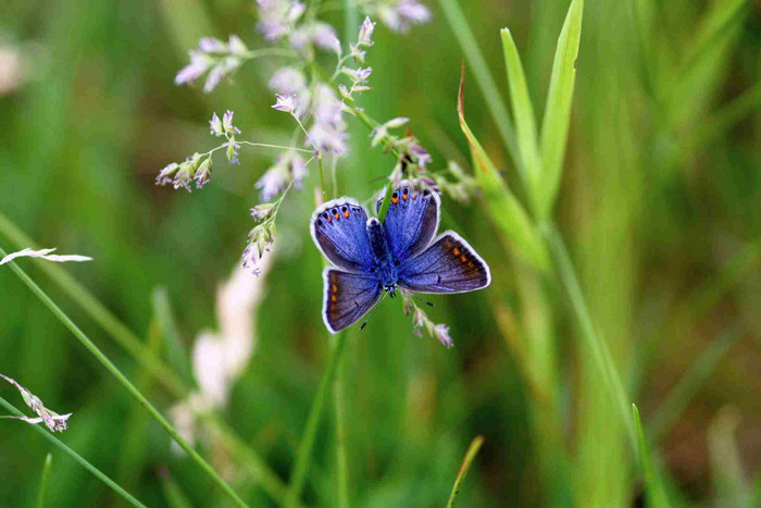 Weibchen allein auf der Wiese