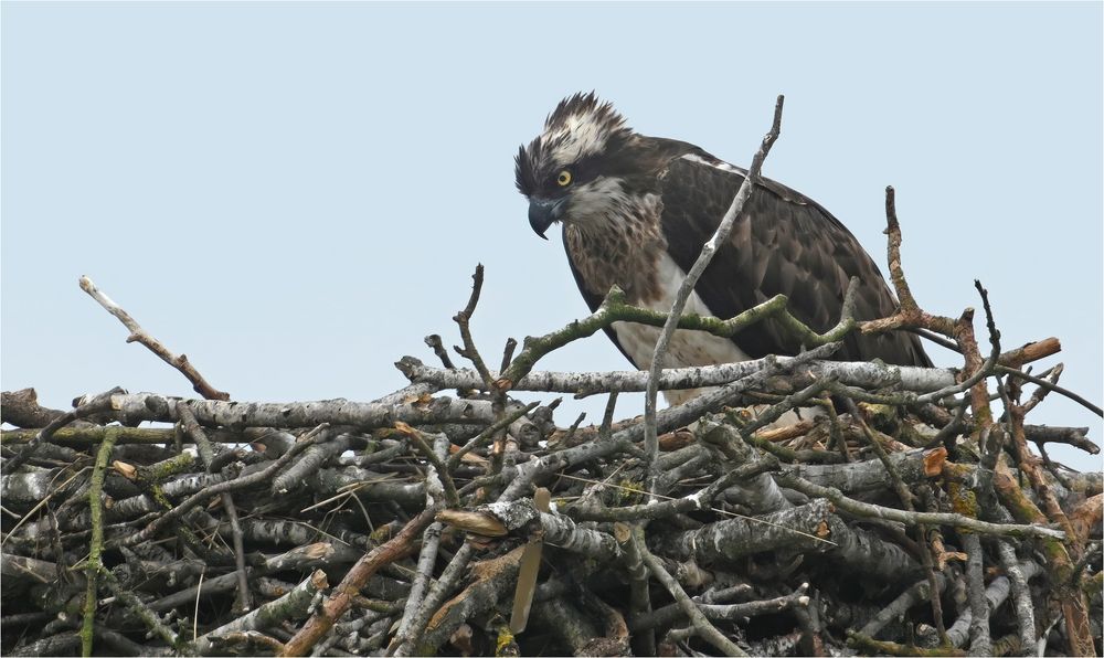 Weibchen am Horst