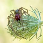 Weibchen, Ammen-Dornfinger (Cheiracanthium punctorium) -Vorsicht! 