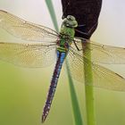 Weibchen Anax imperator