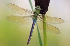 Weibchen Anax imperator