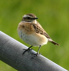 Weibchen Braunkehlchen