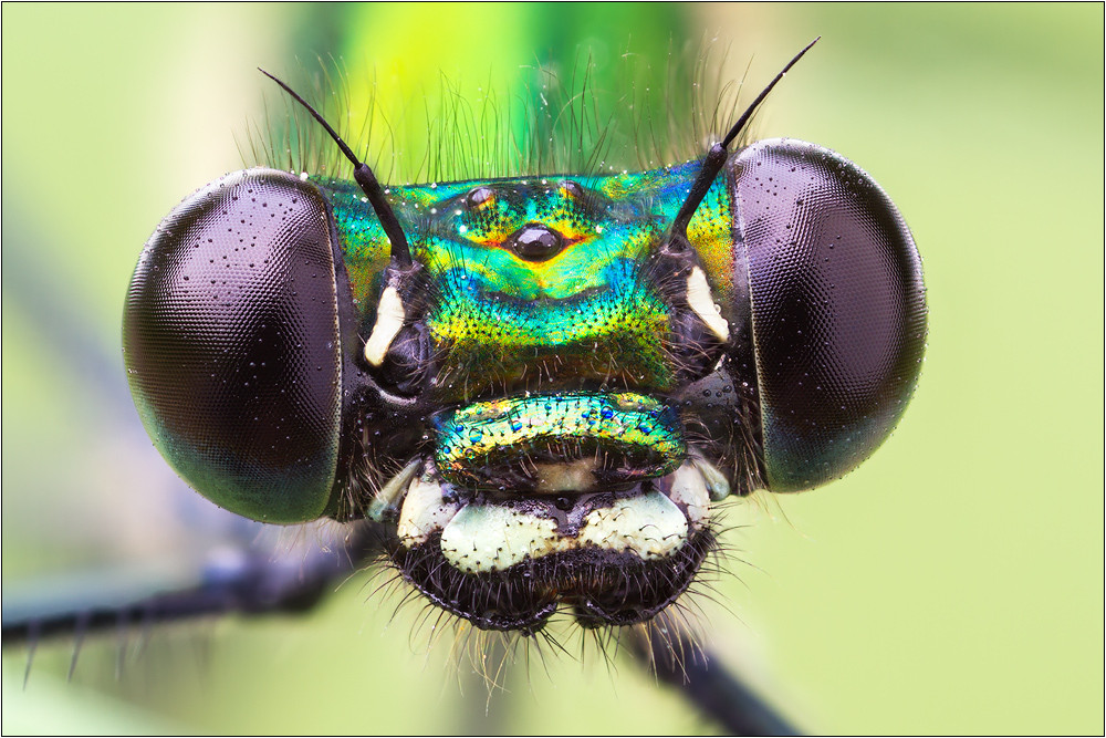 Weibchen - Calopteryx splendens