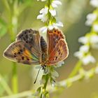 Weibchen der "alpinen Unterart" des Dukaten Feuerfalters (Lycaena virgaureae)