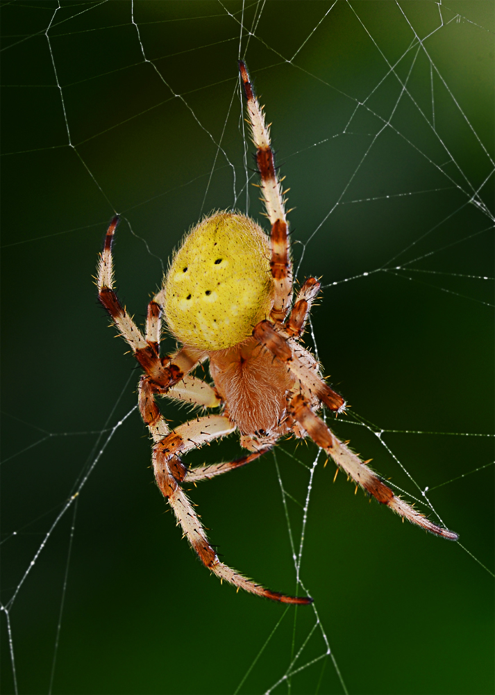 Weibchen der Araneus quadratus