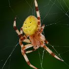 Weibchen der Araneus quadratus