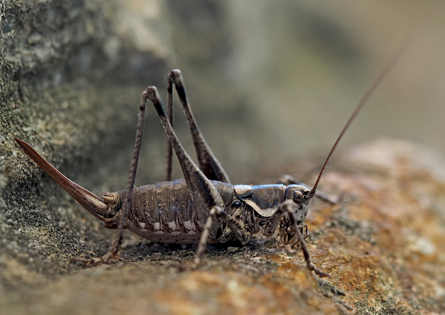 Weibchen der Atlantischen Bergschrecke (Antaxius pedestris).*