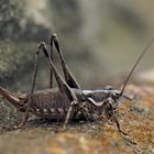 Weibchen der Atlantischen Bergschrecke (Antaxius pedestris).*