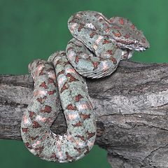 Weibchen der baumbewohnenden Lanzenotter (Bothriechis schlegelii ) Costa Rica