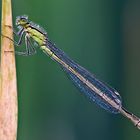 Weibchen der Becher-Azurjungfer (Enallagma cyathigerum)