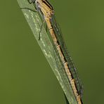 Weibchen der Becher-Azurjungfer (Enallagma cyathigerum)