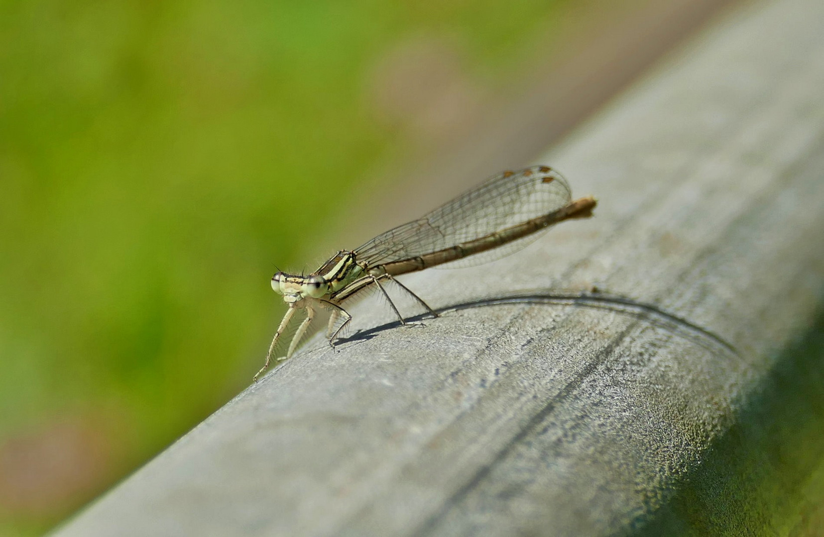 Weibchen der blauen Federlibelle