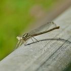 Weibchen der blauen Federlibelle