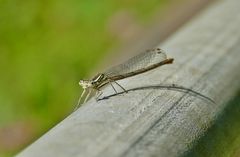 Weibchen der blauen Federlibelle