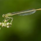 Weibchen der Blauen Federlibelle