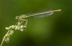 Weibchen der Blauen Federlibelle