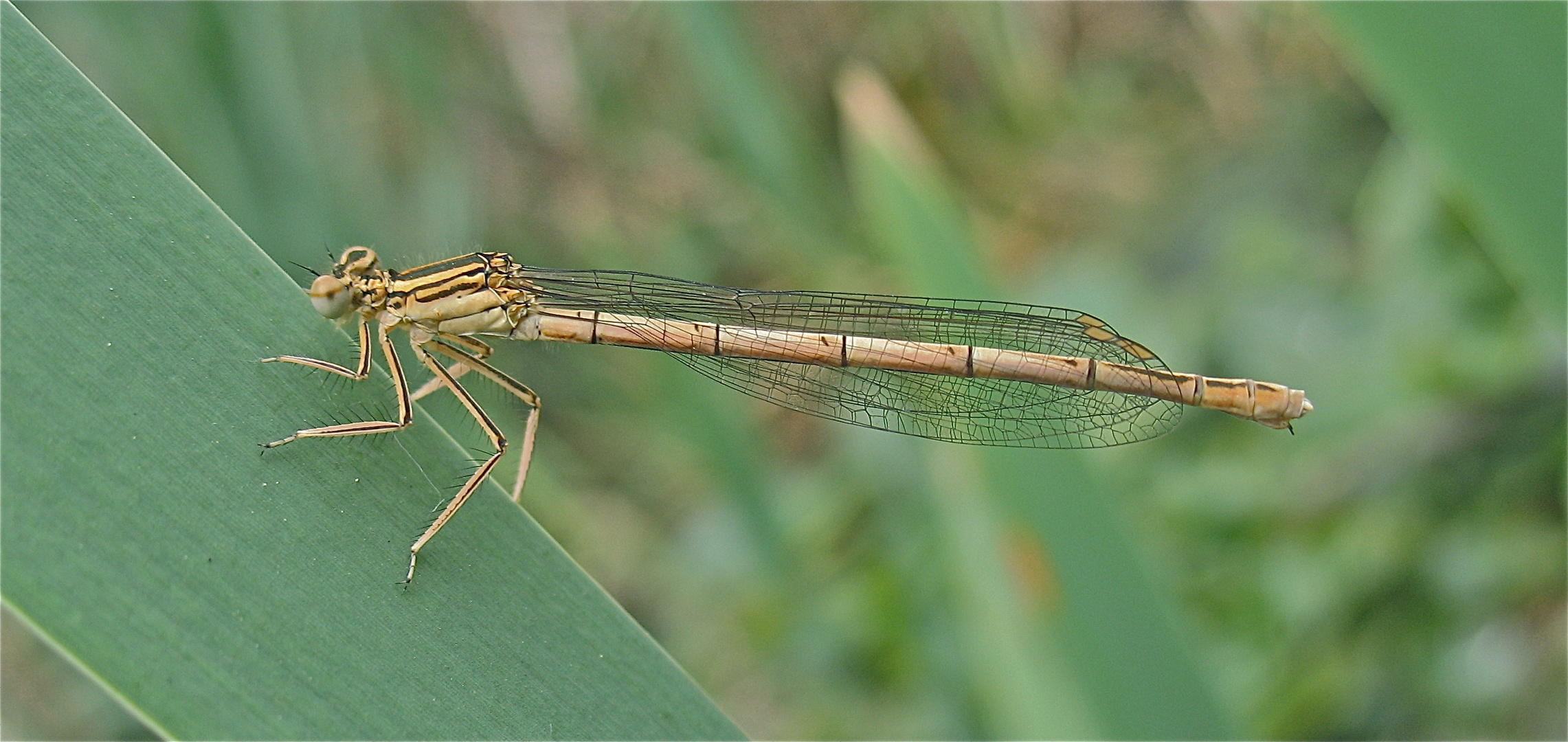 Weibchen der Blauen Federlibelle, Platycnemis pennipes