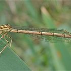 Weibchen der Blauen Federlibelle, Platycnemis pennipes