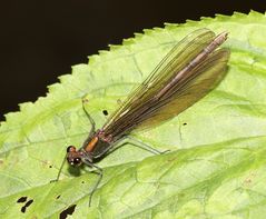 Weibchen der Blauflügel-Prachtlibelle