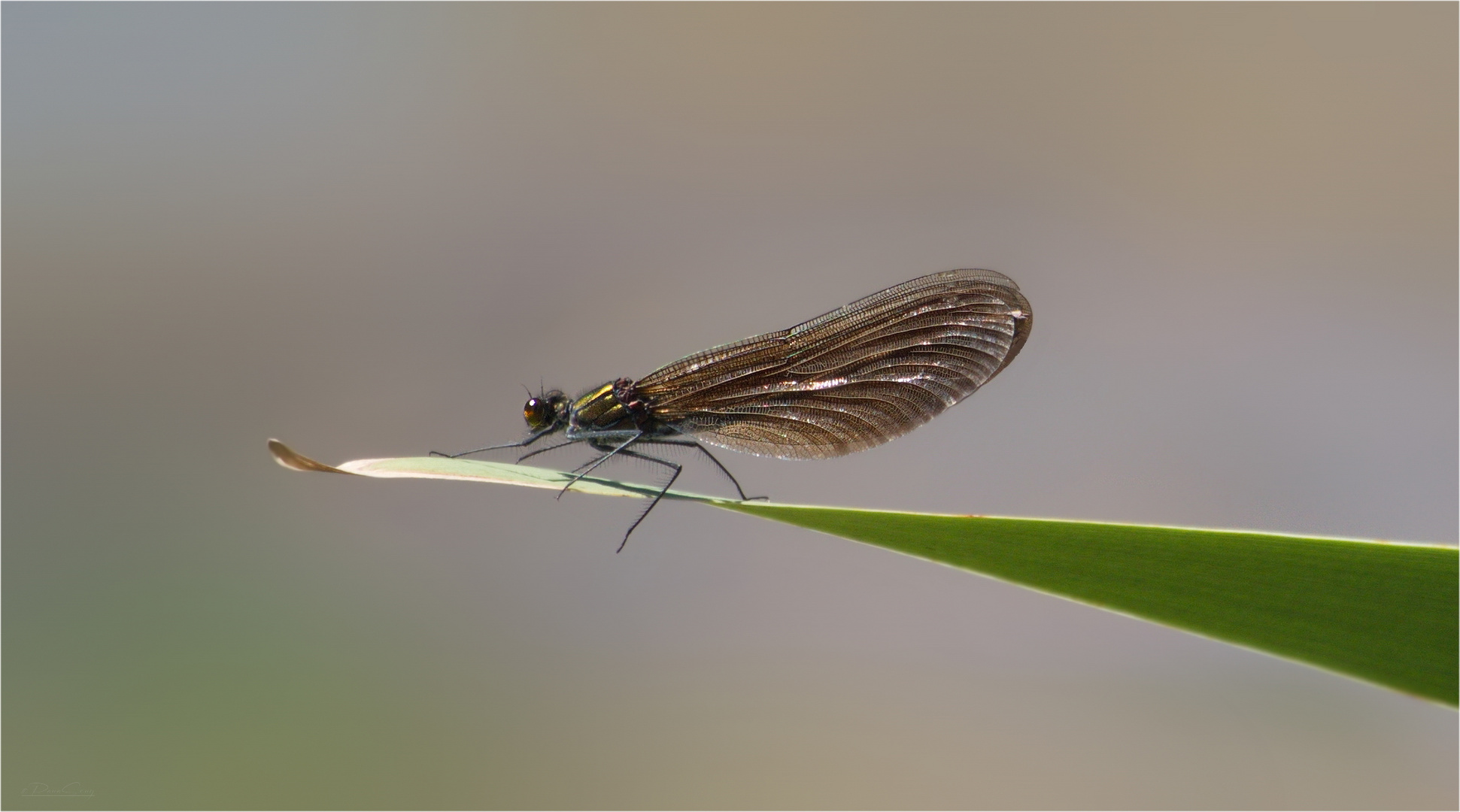 Weibchen der Blauflügel Prachtlibelle