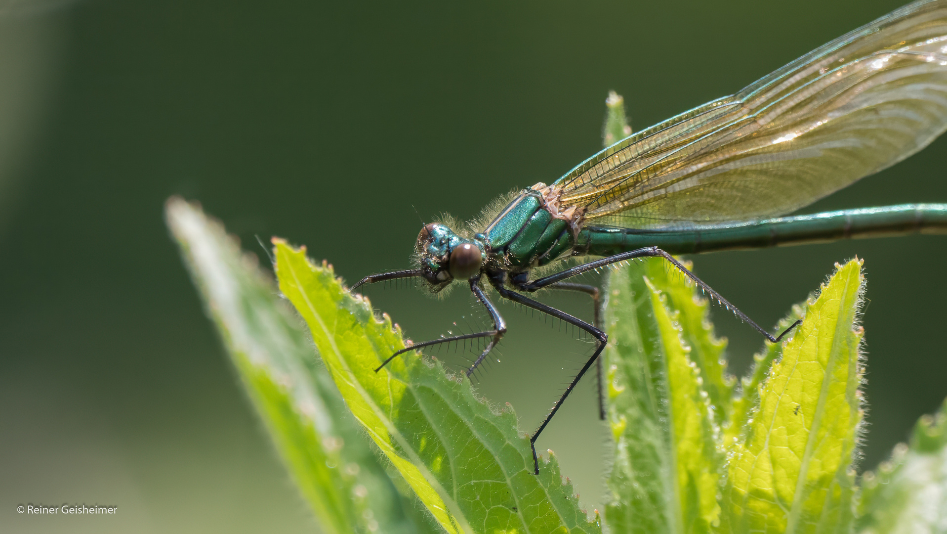 Weibchen der Blauflügelprachtlibelle