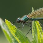 Weibchen der Blauflügelprachtlibelle