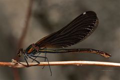 Weibchen der Blauflügligen Prachtlibelle (Calopteryx virgo), noch naß von der Eiablage