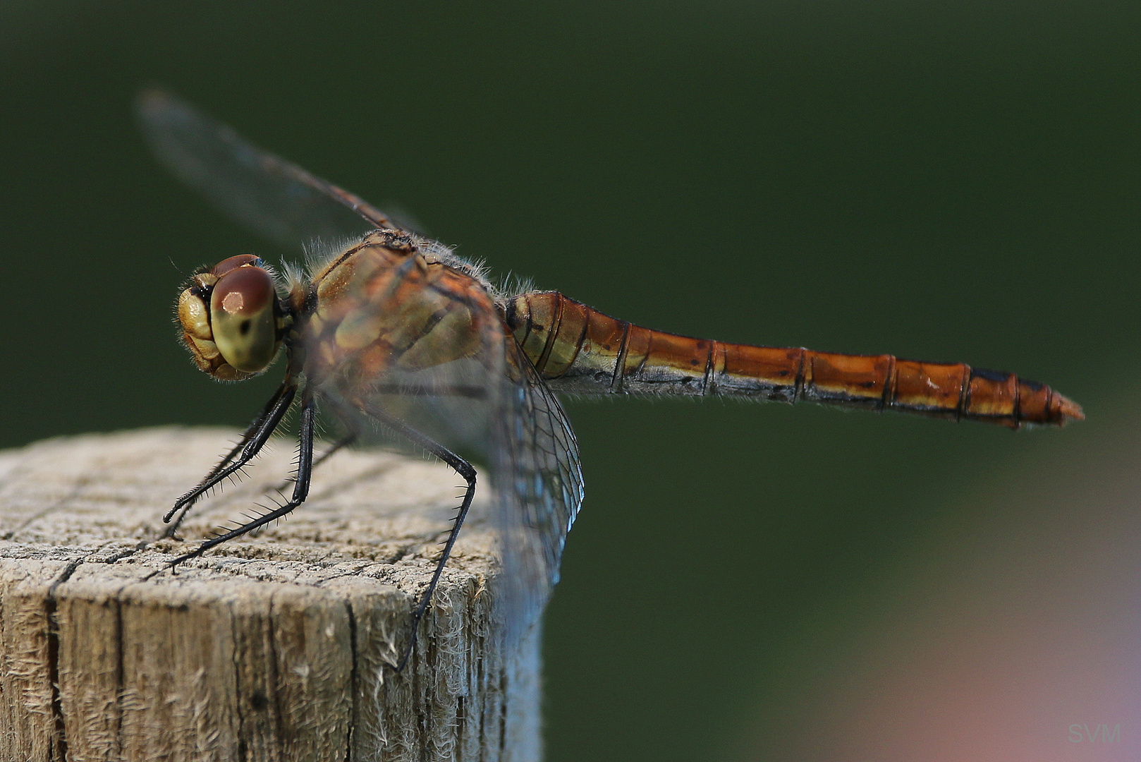 Weibchen der Blutroten Heidelibelle