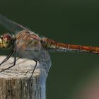 Weibchen der Blutroten Heidelibelle