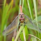 Weibchen der Blutroten-Heidelibelle