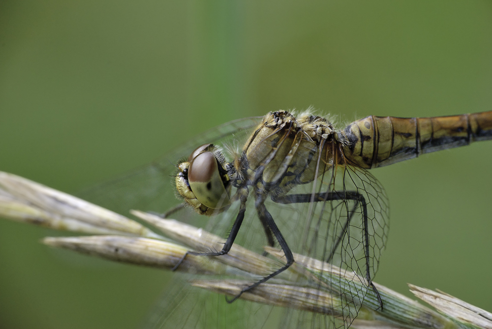 Weibchen der Blutroten Heidelibelle