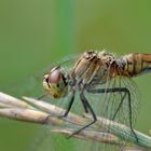 Weibchen der Blutroten Heidelibelle