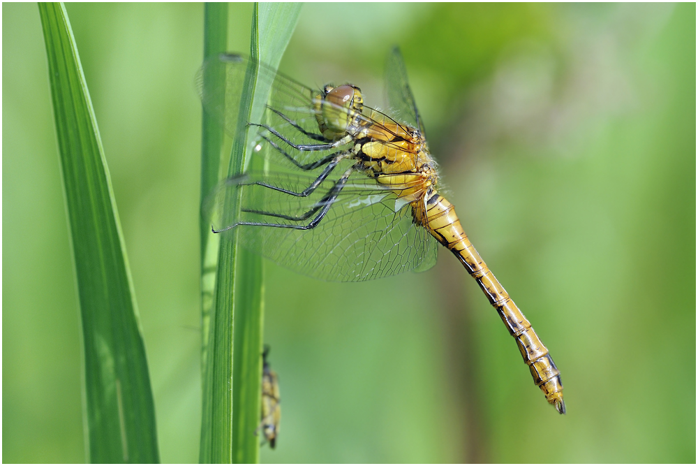 Weibchen der Blutroten Heidelibelle