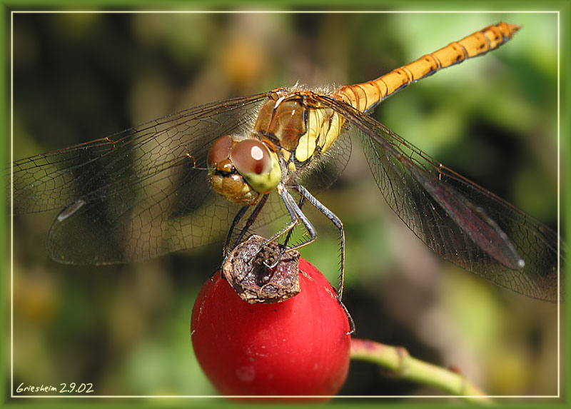 Weibchen der blutroten Heidelibelle ?