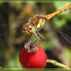 Weibchen der blutroten Heidelibelle ?