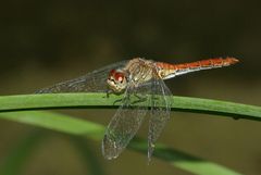 Weibchen der blutroten Heidelibelle