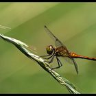 Weibchen der Blutroten Heidelibelle