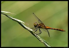 Weibchen der Blutroten Heidelibelle